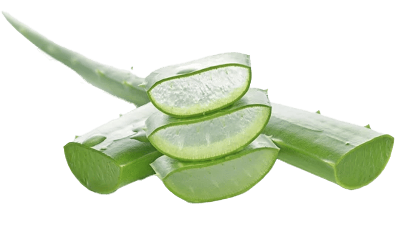 Aloe Barbadensis