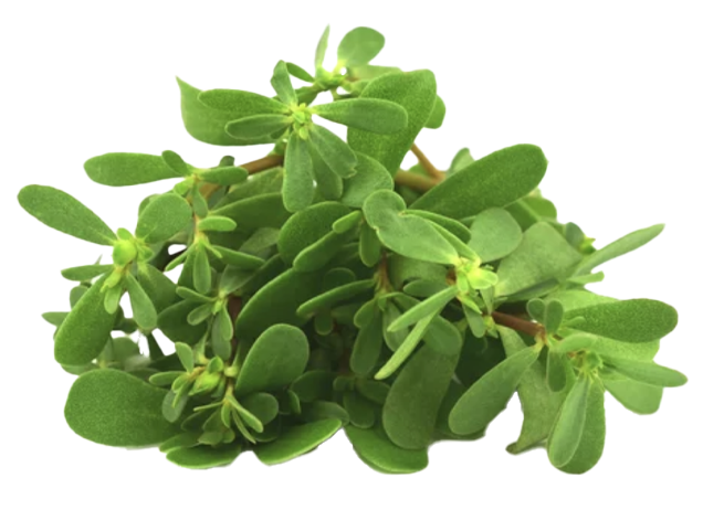 Portulaca Oleracea